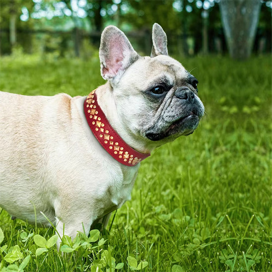Collier chien