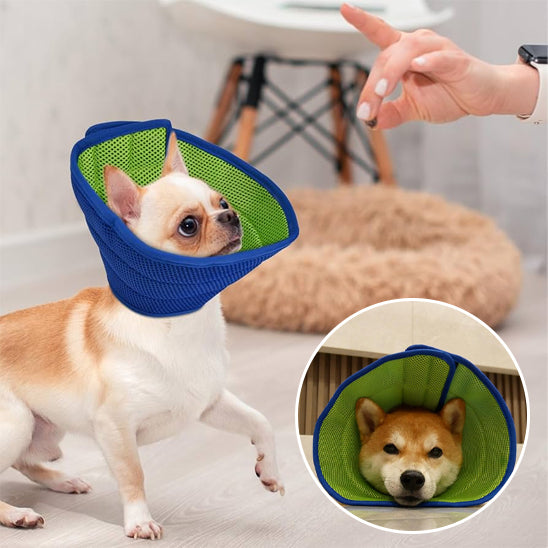 Collerette chien