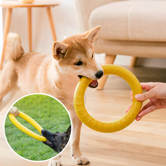 Jouets pour chiens, disque volant