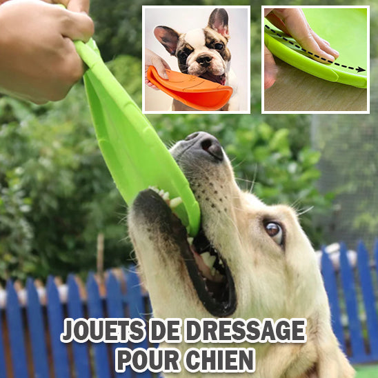 Chien Disque volant dressage durable
