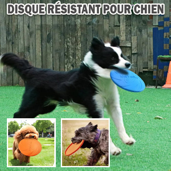 Chien Disque volant jeux dynamique