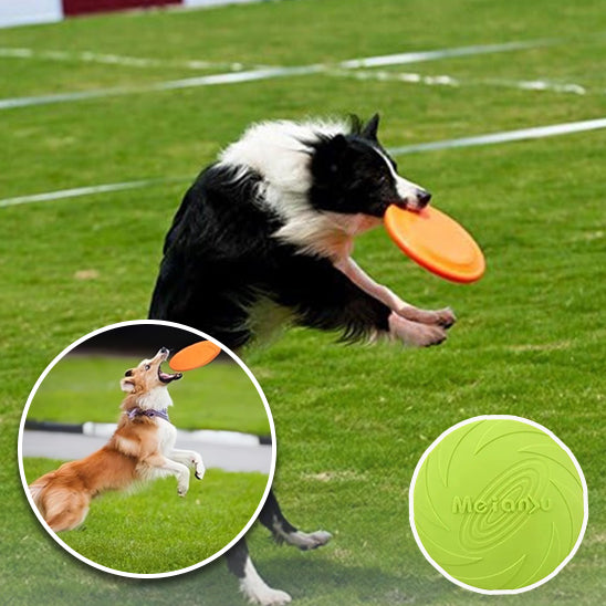 Chien Disque volant plein air