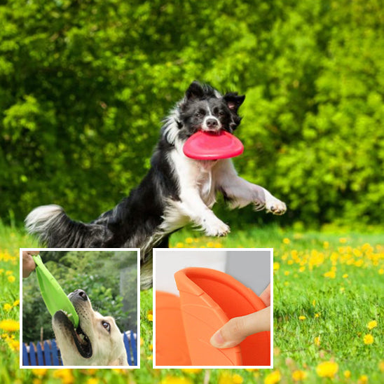 Chien Disque volant renforcer complicité