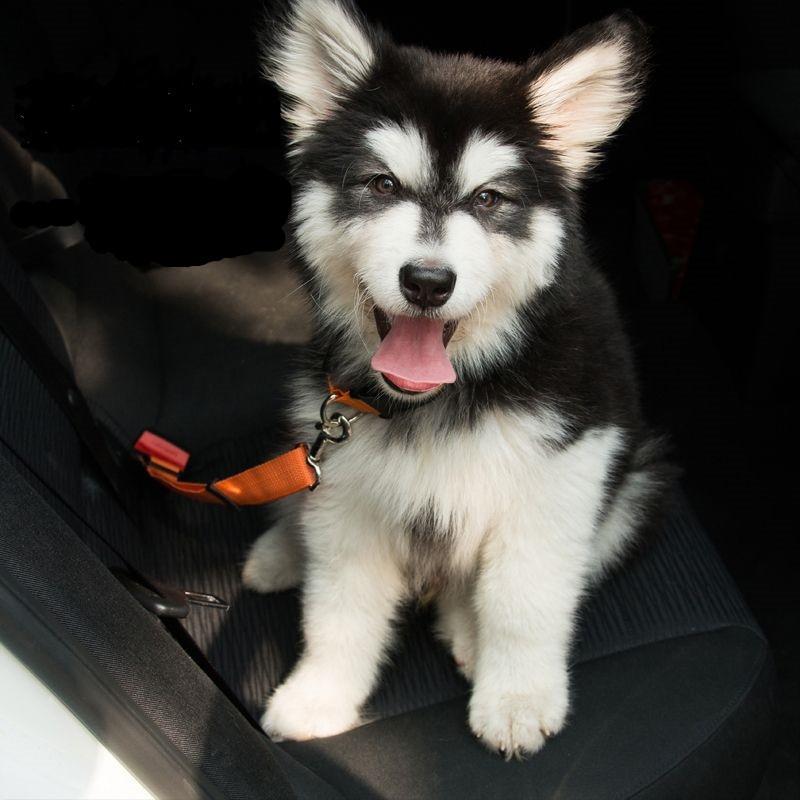 ceinture de securite pour chien en voiture