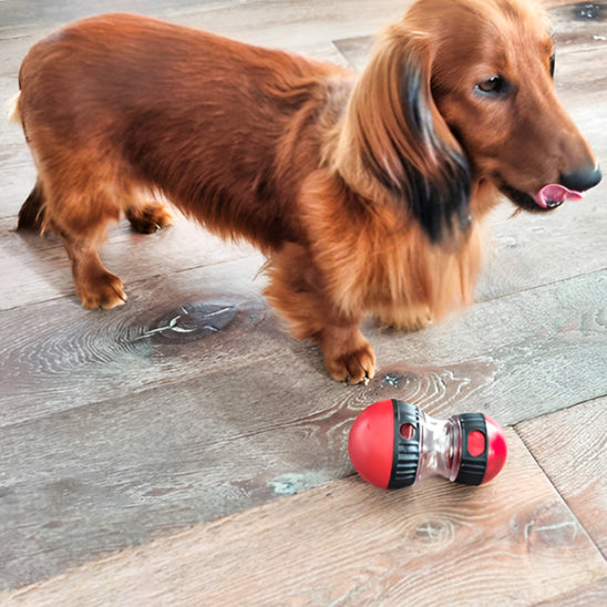 Jouet Puzzle pour Chien