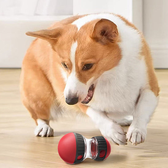 Jouet Puzzle pour Chien