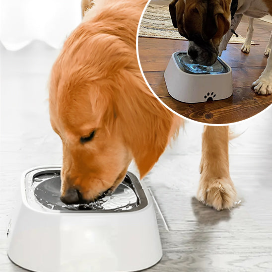 WaterBowl™   Bol pour chien