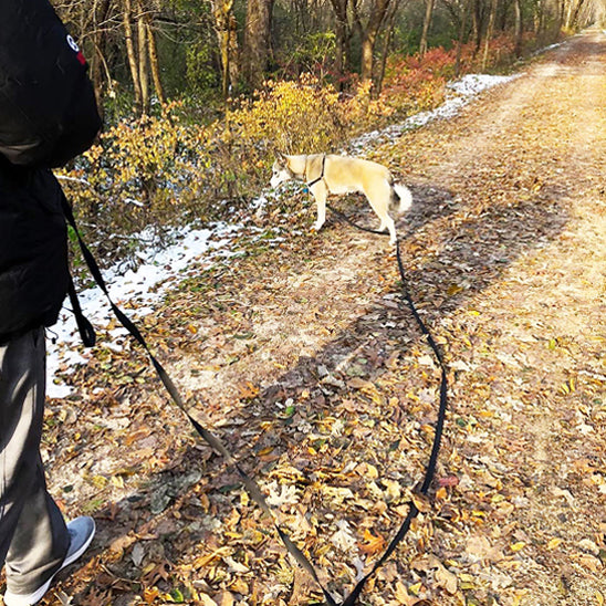 Laisse pour chien