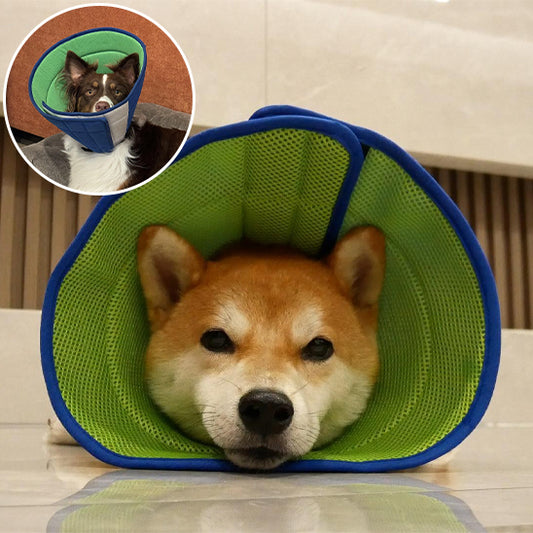 Collerette chien