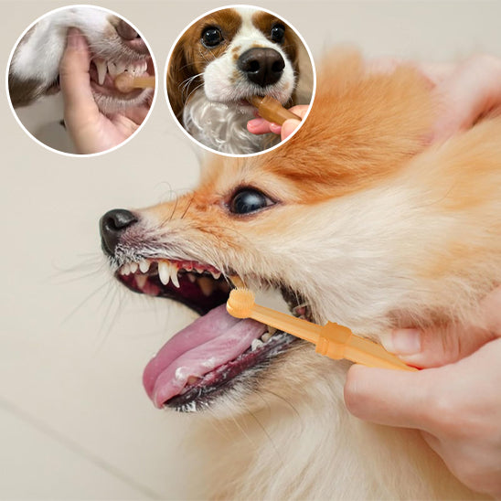 Brosse a dent chien