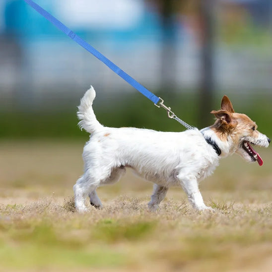 Laisse pour chien