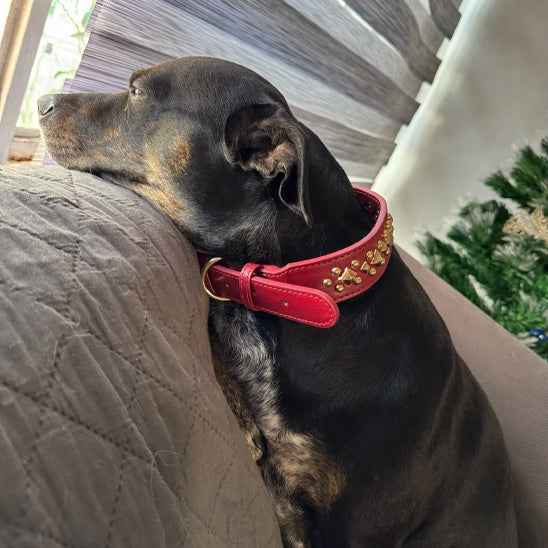 Collier chien