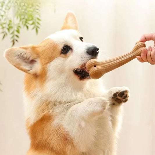 jouets a marcher pour chien