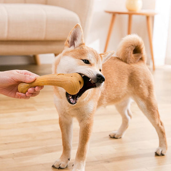 jouets a marcher pour chien