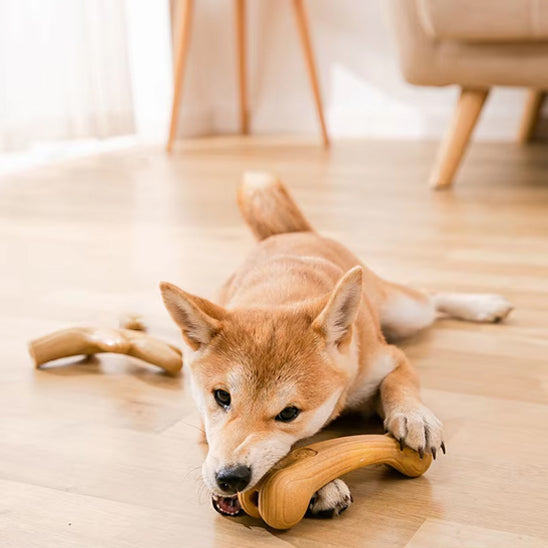 jouets a marcher pour chien