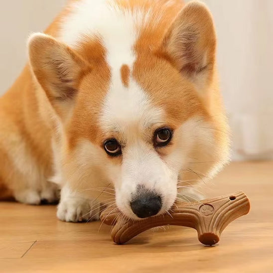 jouets a marcher pour chien